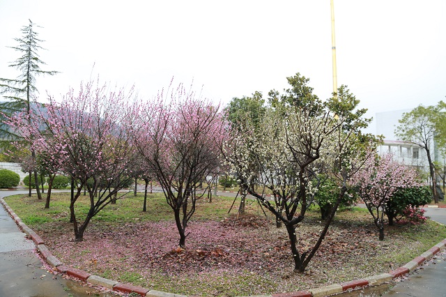 湖東水廠(chǎng)梅花——零落成泥碾作塵 只有香如故