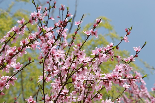 湖東取水桃花——桃花春色暖先開(kāi) 明媚誰(shuí)人不看來(lái)